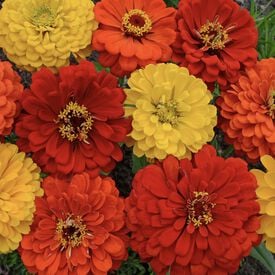 South of the Border, Zinnia Seeds
